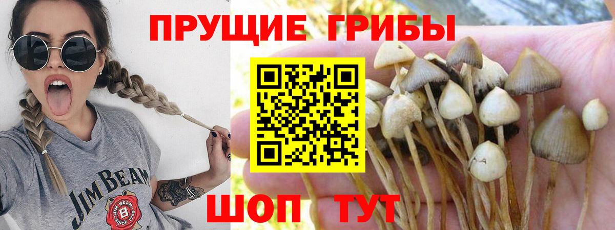 Галлюциногенные грибы мицелий  Псилоцибиновые грибы Magic Shrooms  Воскресенск 